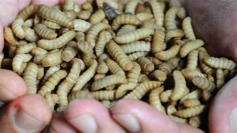 Cara Ternak Maggot untuk Pemula: Panduan Lengkap