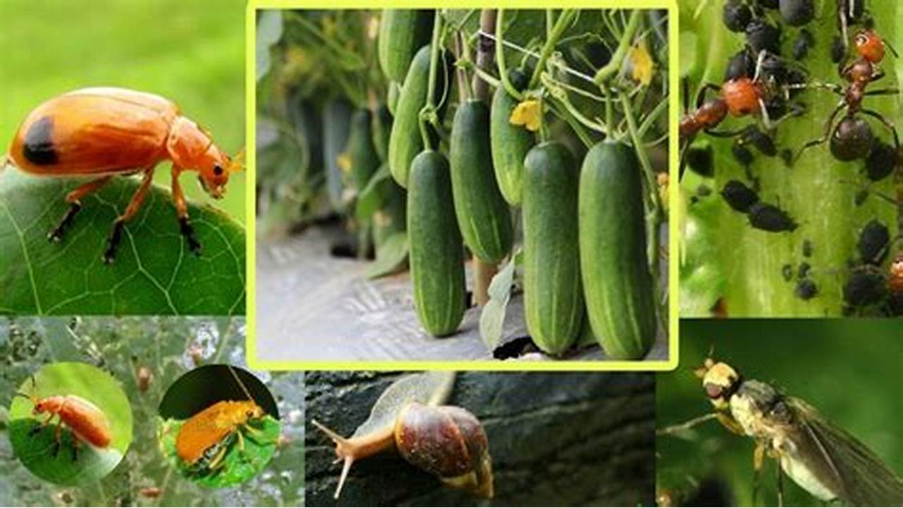 Cara pengendalian hama dan penyakit pada tanaman alpukat