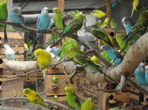 Cara Beternak Burung Parkit yang Sukses dan Menguntungkan
