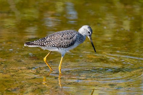 Caracol Tour Booking