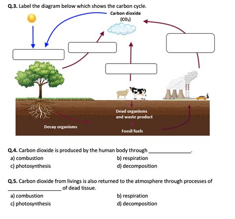 Carbon Cycle Diagram Worksheet