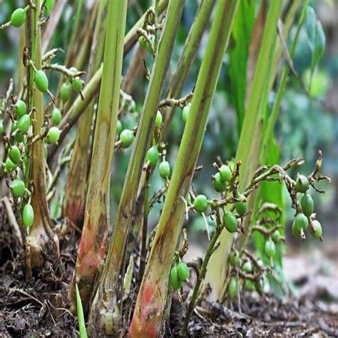 Cardamom Plant For Sale