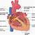 Cardiac Electrical Anatomy