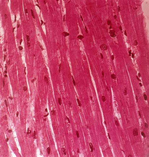 Muscle Tissue Cells