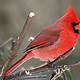 Cardinal Bird Images Free