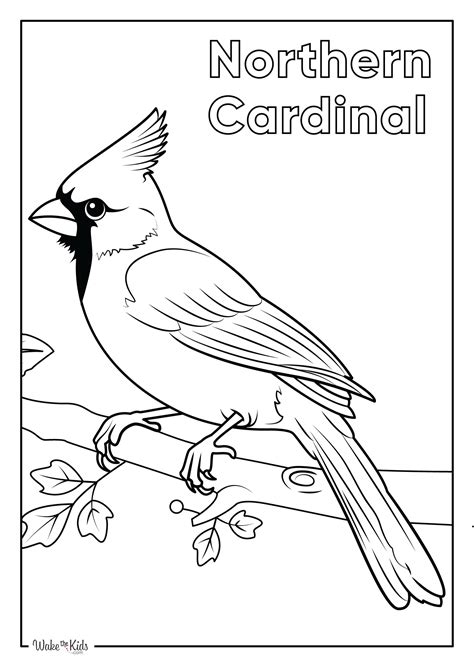 Cardinal Pictures To Color
