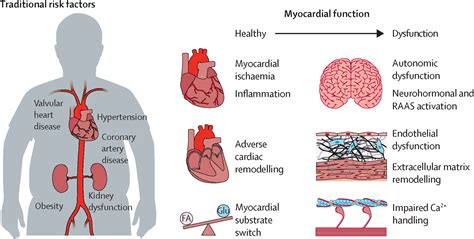 Cardiovascular Effects: A Potential Concern