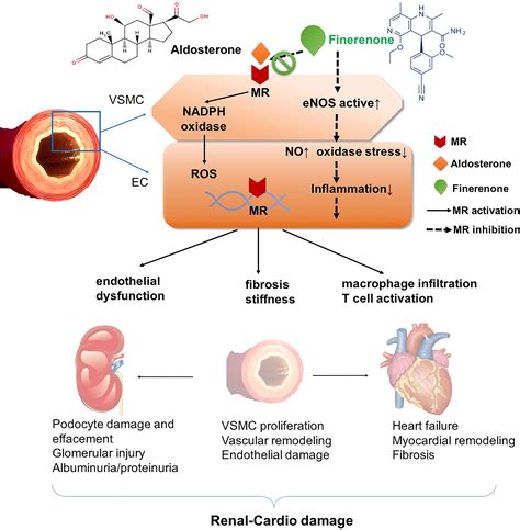 Cardiovascular and Renal Protection