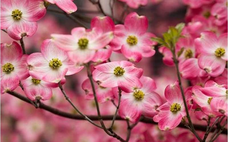 Care For Dogwood Trees