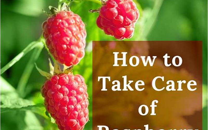 Care For Raspberries