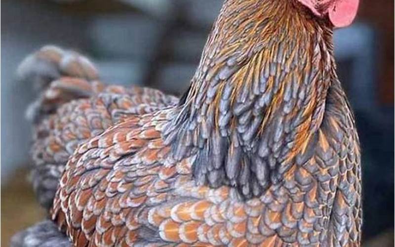 Care Of Blue Laced Gold Wyandotte Chicken