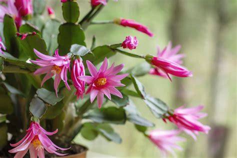 Care For Easter Cactus