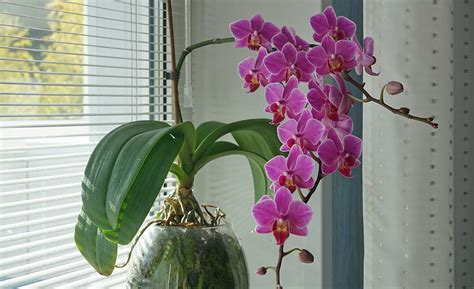 Care For Orchids Inside
