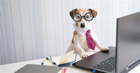 Career Working With Animals