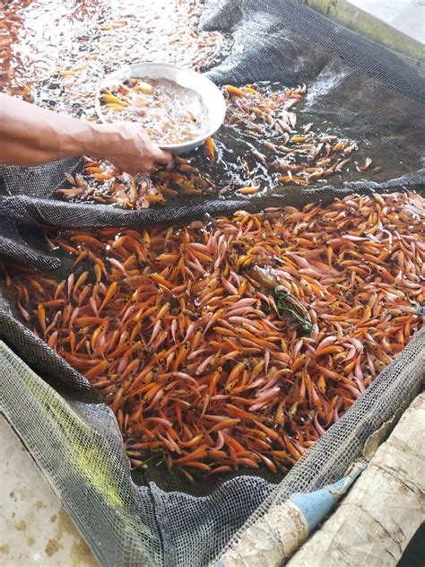 Cari Tahu Harga Bibit Ikan Nila di Indonesia