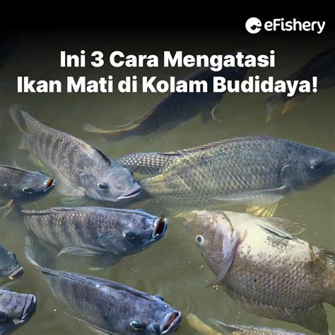 Cari Tahu Harga Pasar Ikan Nila Di Indonesia