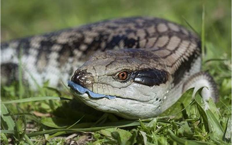 Caring For Blue Tongue Skink