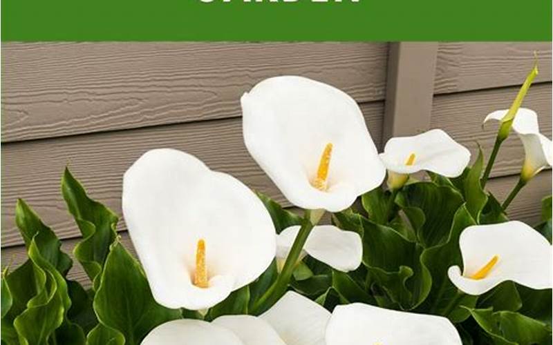Caring For Calla Lilies: Tips For A Beautiful Garden