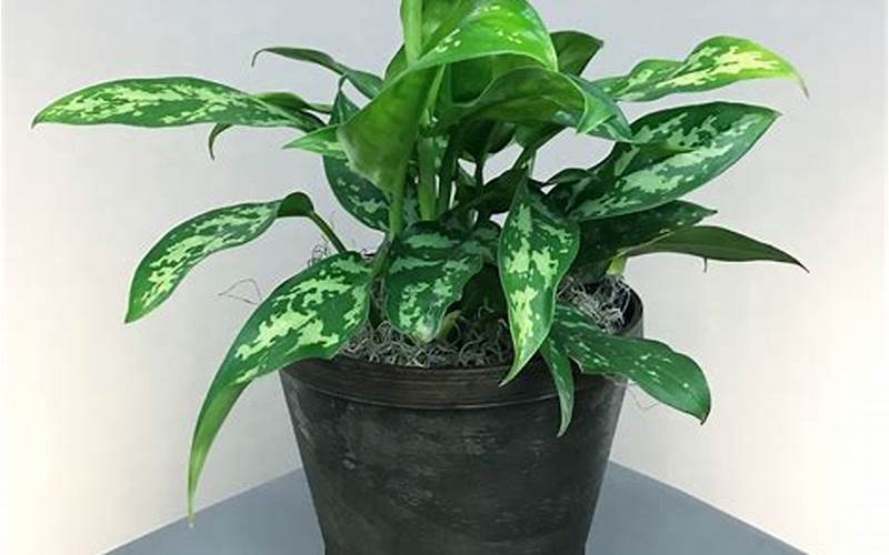 care for chinese evergreen