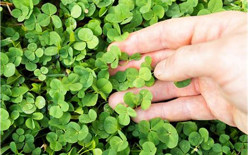 Caring For Clover