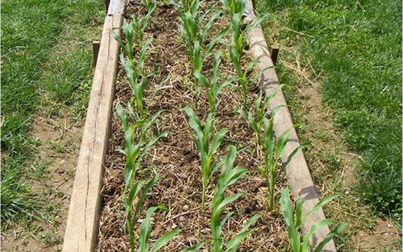 Caring For Corn In Raised Beds
