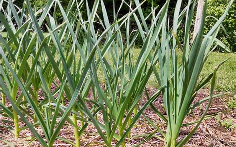 Caring For Garlic Plants