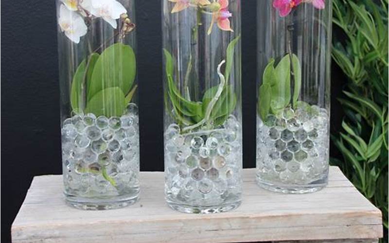 Caring For Glass Container Plants