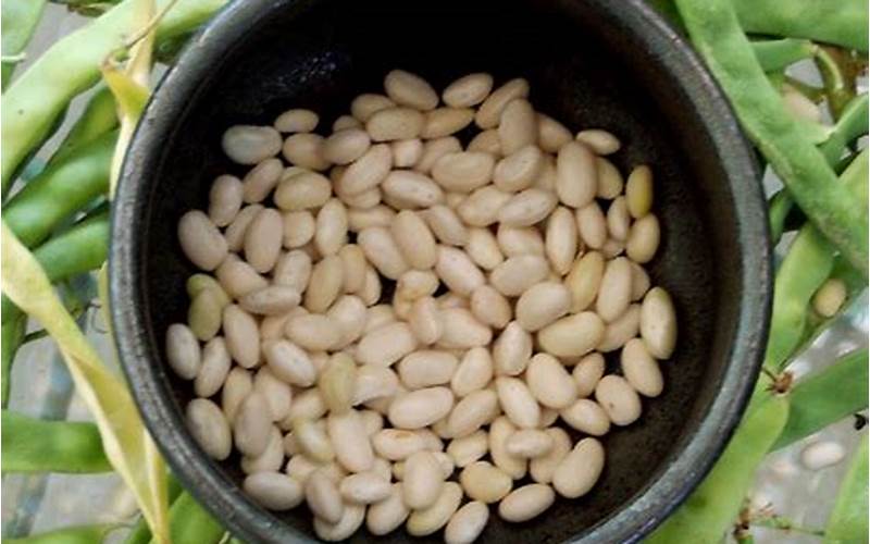Caring For Great Northern Beans