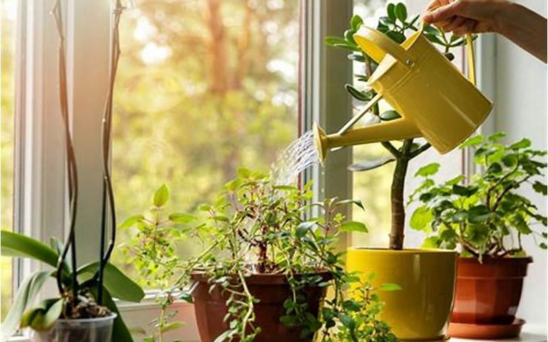 Caring For Indoor Plants