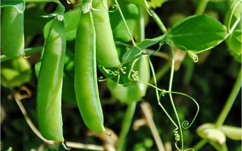 Caring For Peas