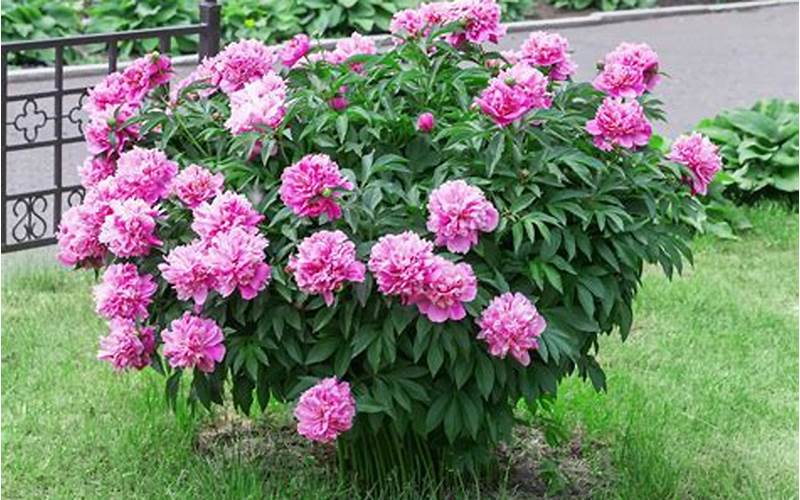 Caring For Potted Peonies