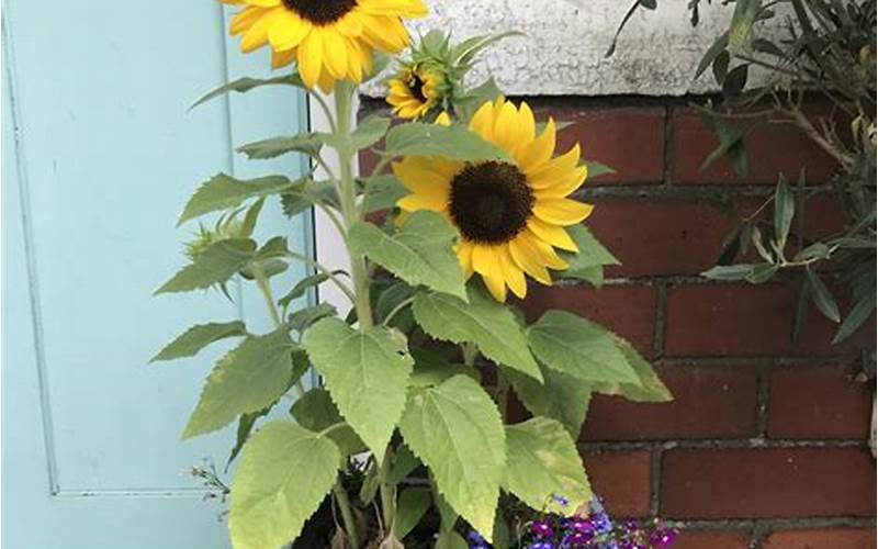 Caring For Sunflowers
