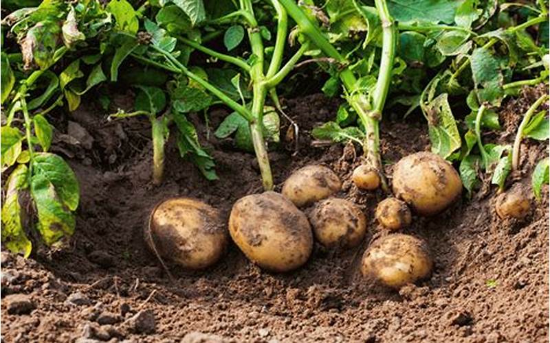 Caring For The Potatoes