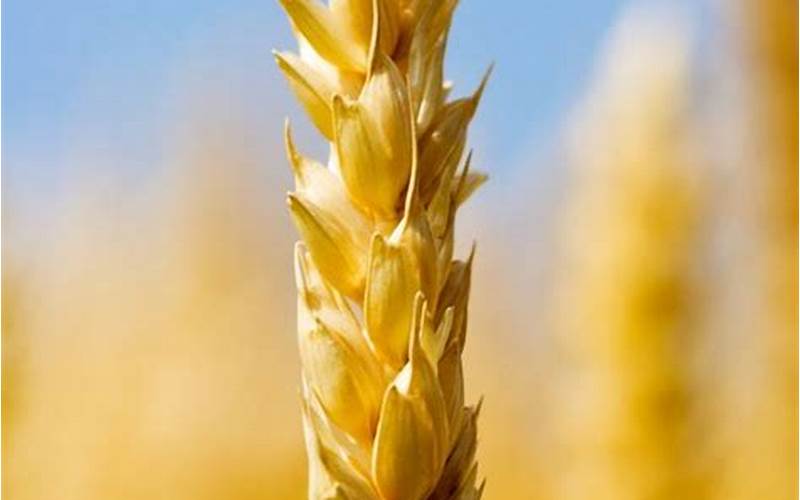 Caring For Wheat Plants