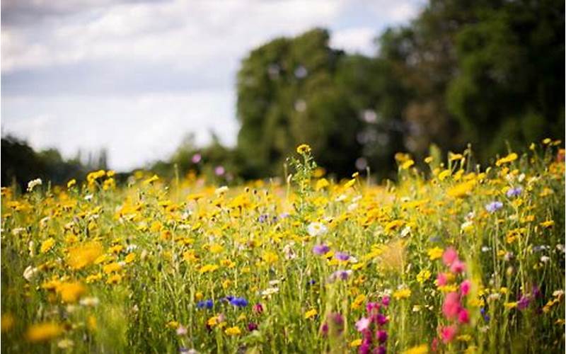 Caring For Wildflowers