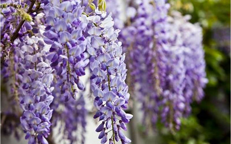 Caring For Wisteria