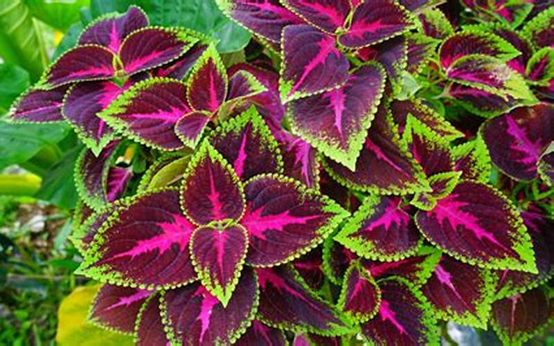 Caring For Your Coleus