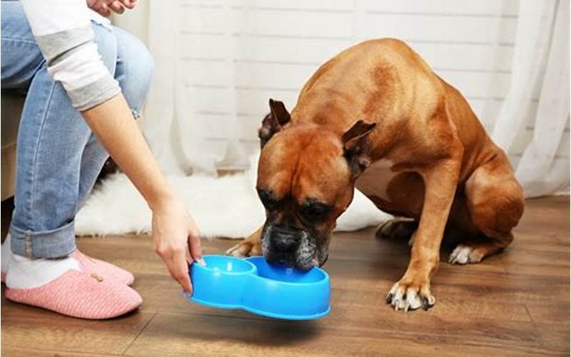 Caring For Your Pet At Home: Tips And Tricks