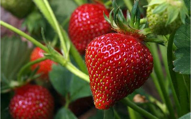 Caring For Your Strawberries