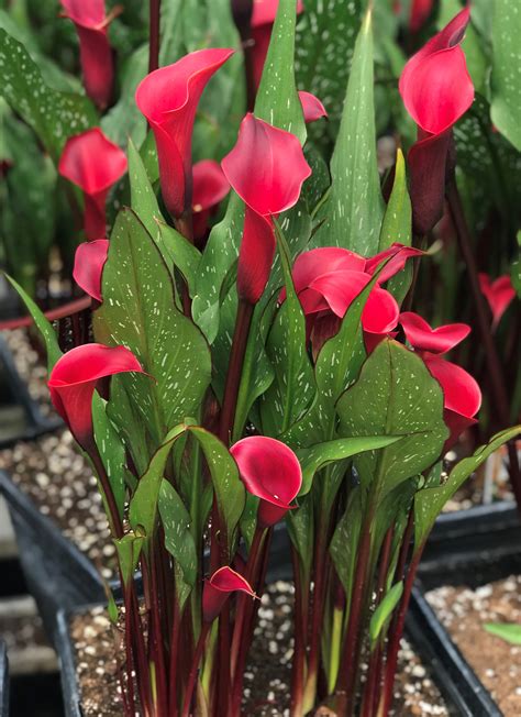 Caring for Calla Lily Red