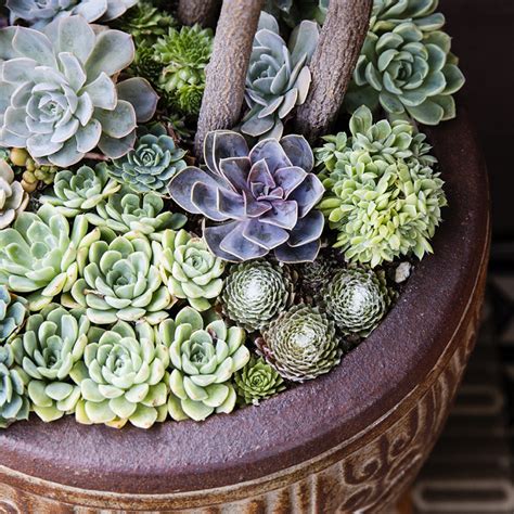 How to Care For Succulents Indoors Gardening is Great