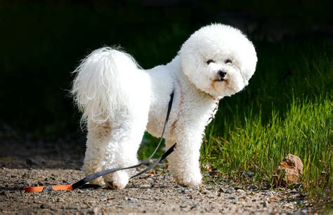 12 Ways Your Bichon Frises Demonstrate Just How Much They Care About You
