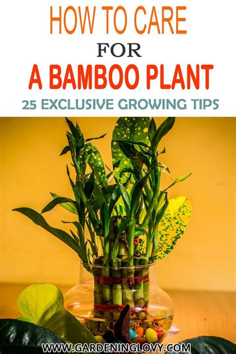Caring For Bamboo