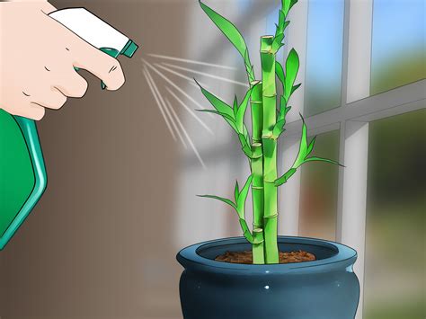 Caring For Bamboo Plant