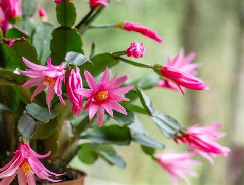 Caring For Easter Cactus
