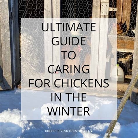 Caring For Your Chickens