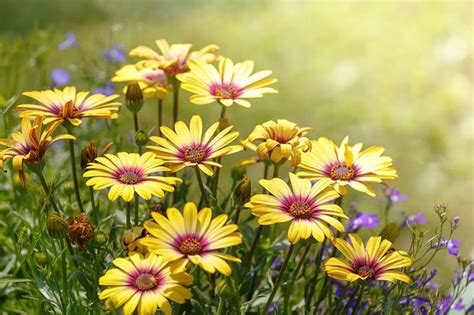 Caring for Your Daisy Type Flowers