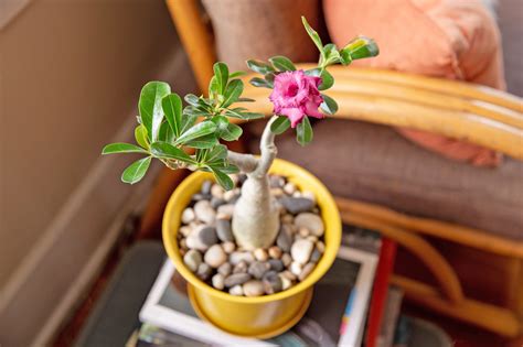 Caring for Desert Rose Seedlings