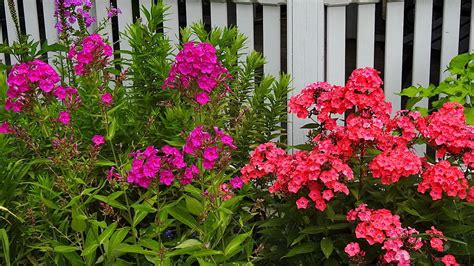 Caring for July Blooms