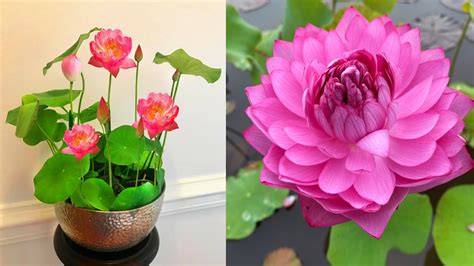 Caring for Lotus Flowers
